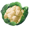 Blomkål