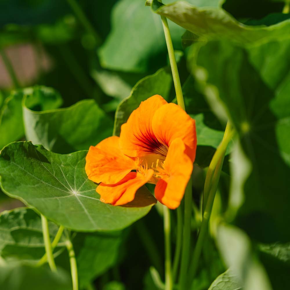 Blomkarse frø 'Garden Nasturtium, non trailing' - 8 Økologiske Frø