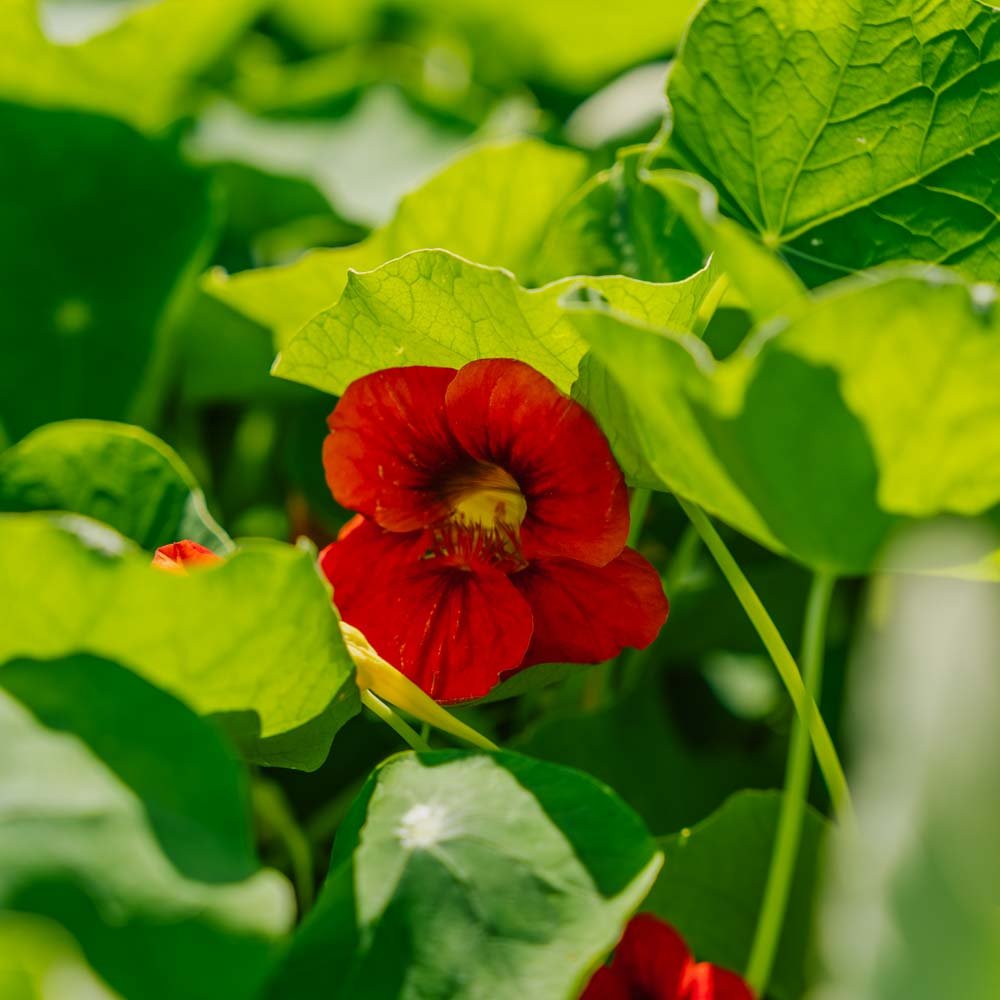 Blomkarse frø 'Garden Nasturtium, non trailing' - 8 Økologiske Frø