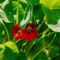 Blomkarse frø 'Garden Nasturtium, non trailing' - 8 Økologiske Frø