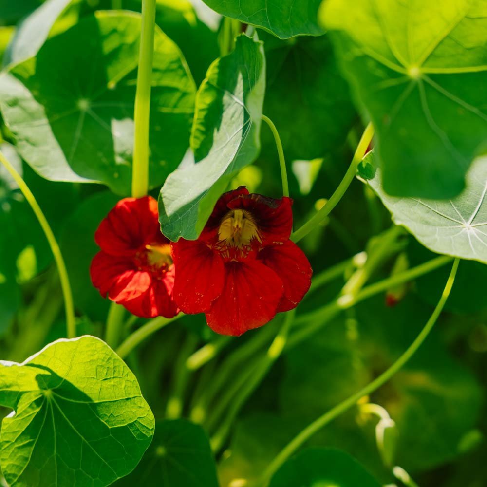 Blomkarse frø 'Garden Nasturtium, non trailing' - 8 Økologiske Frø