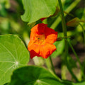 Blomkarse frø 'Tropaeolum majus' - 8 Økologiske Frø