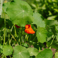 Blomkarse frø 'Tropaeolum majus' - 8 Økologiske Frø