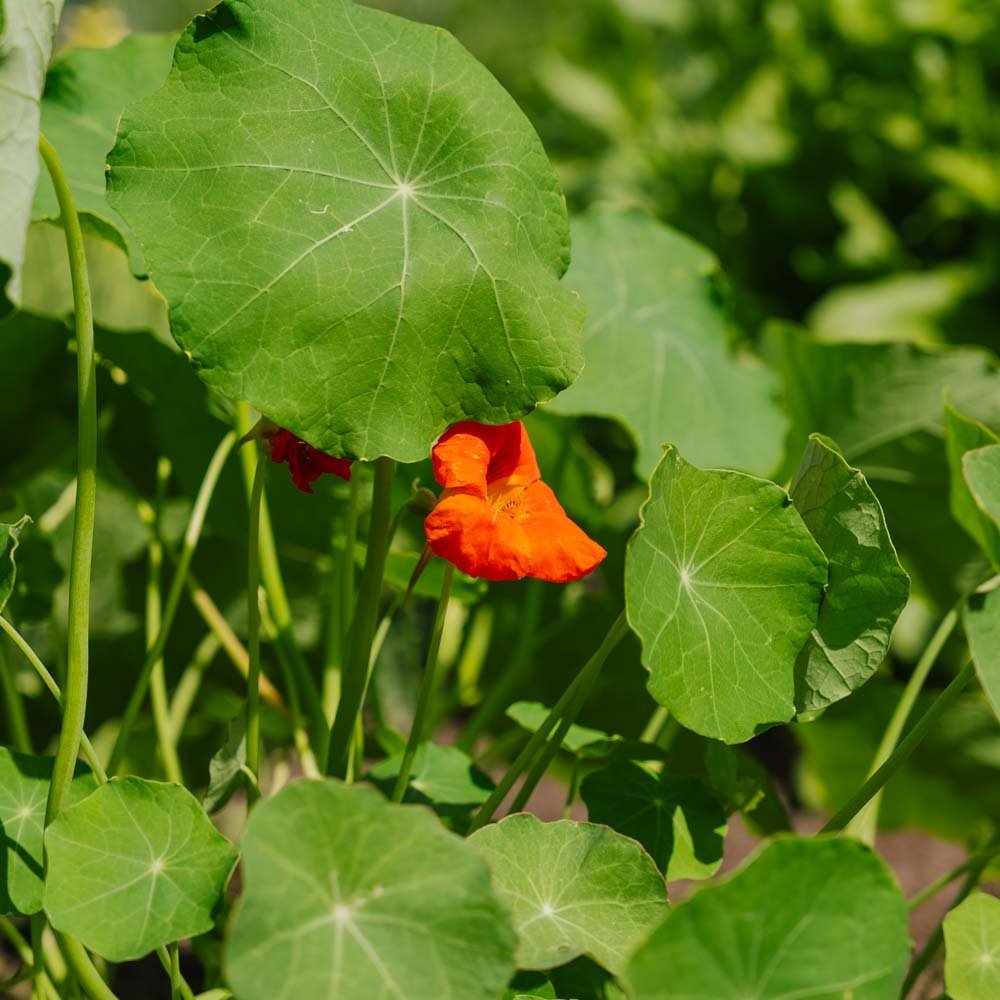 Blomkarse frø 'Tropaeolum majus' - 8 Økologiske Frø