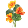Blomsterfrø