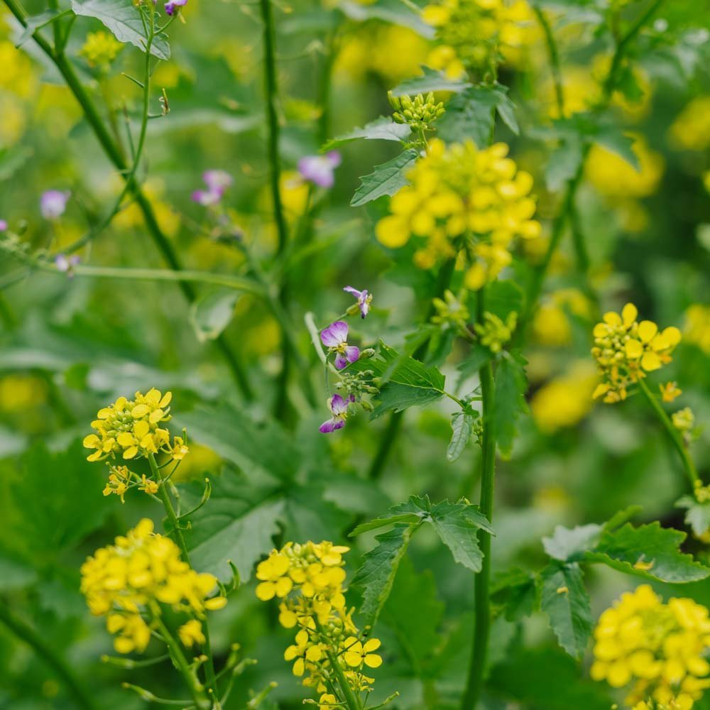 Blomsterblanding frø frø 'Beemix' - 200 Økologiske frø