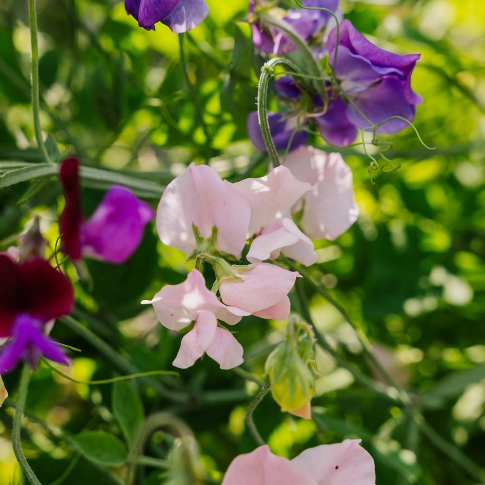 Blomsterert frø 'Sweet Pea Mix' - 20 Økologiske Frø