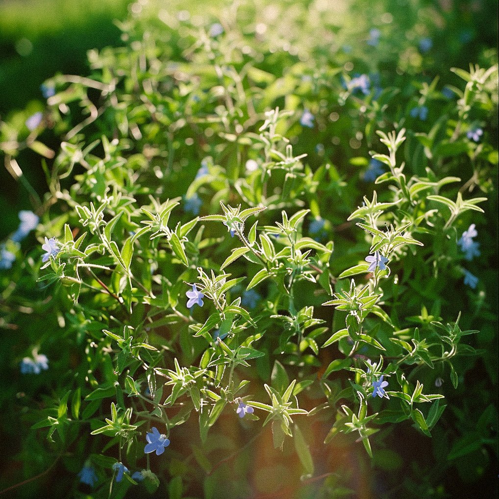 Bønneurt frø - 200 Økologiske Frø