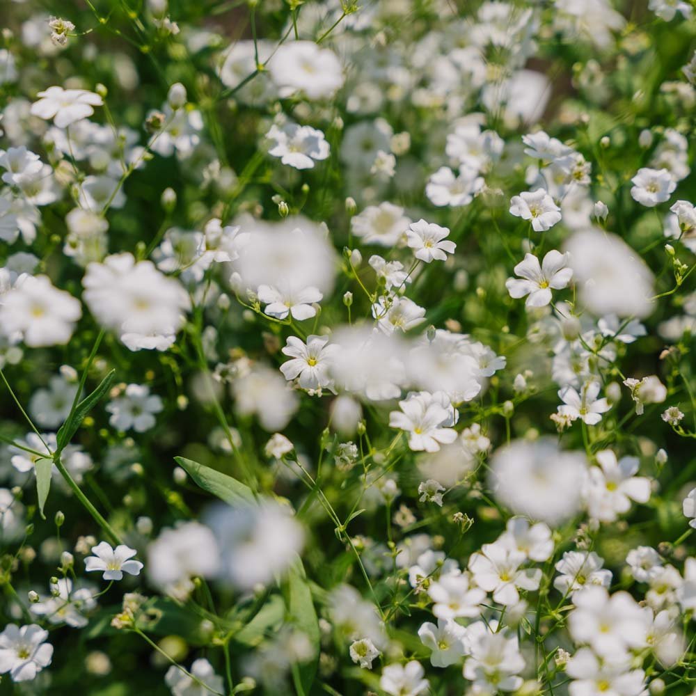 Brudeslør frø 'Soapwort' - 300 Økologiske Frø