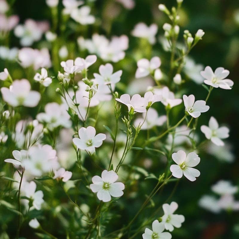 Brudeslør frø 'Soapwort' - 300 Økologiske Frø