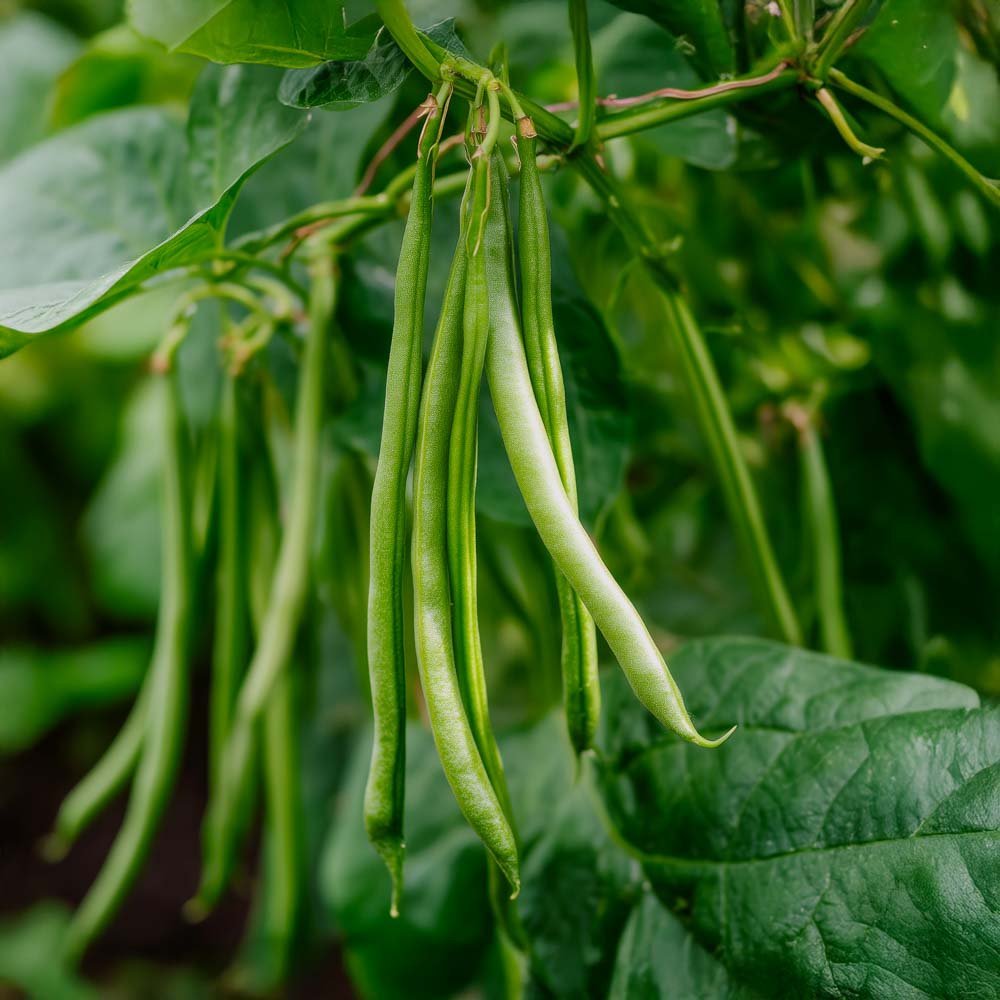 Buskbønne frø 'Davis' - 40 Økologiske Frø
