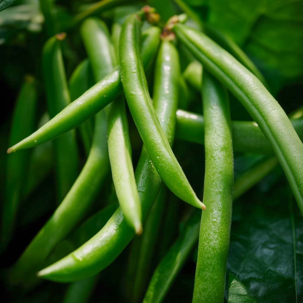 Buskbønne frø 'Domino' - 15 Økologiske Frø