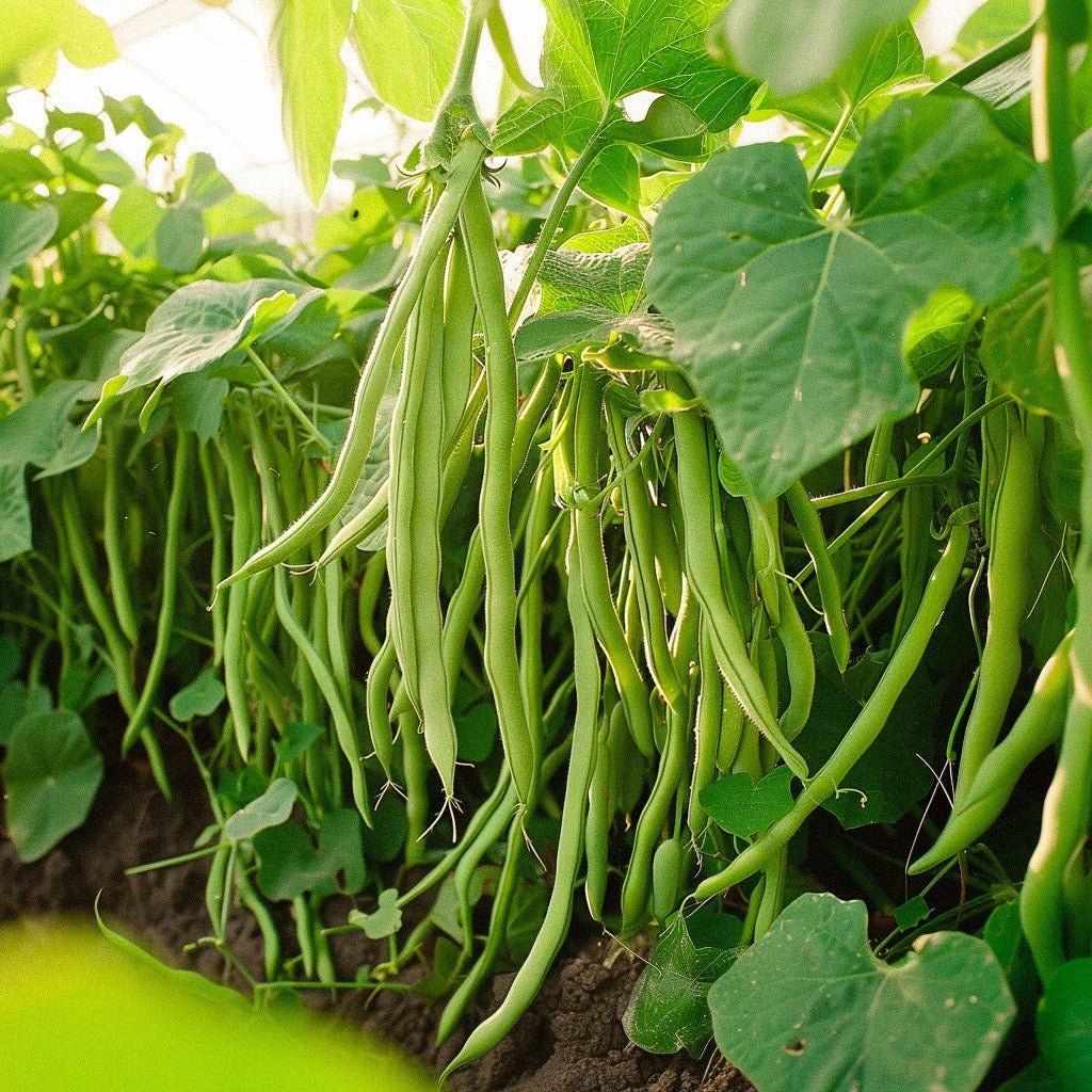 Buskbønne frø 'Domino' - 15 Økologiske Frø