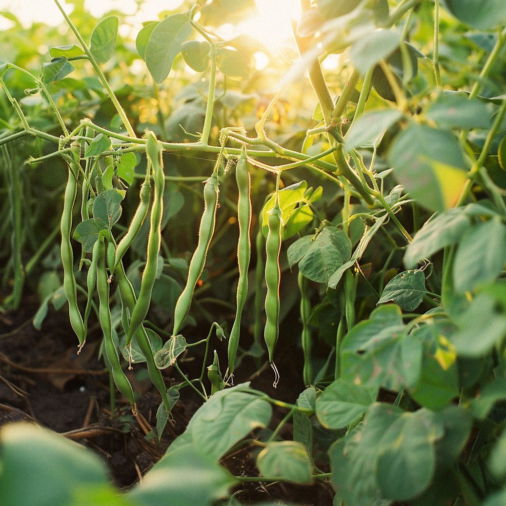 Buskbønne frø 'Faraday' - 15 Økologiske Frø