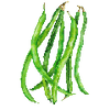 Buskbønner