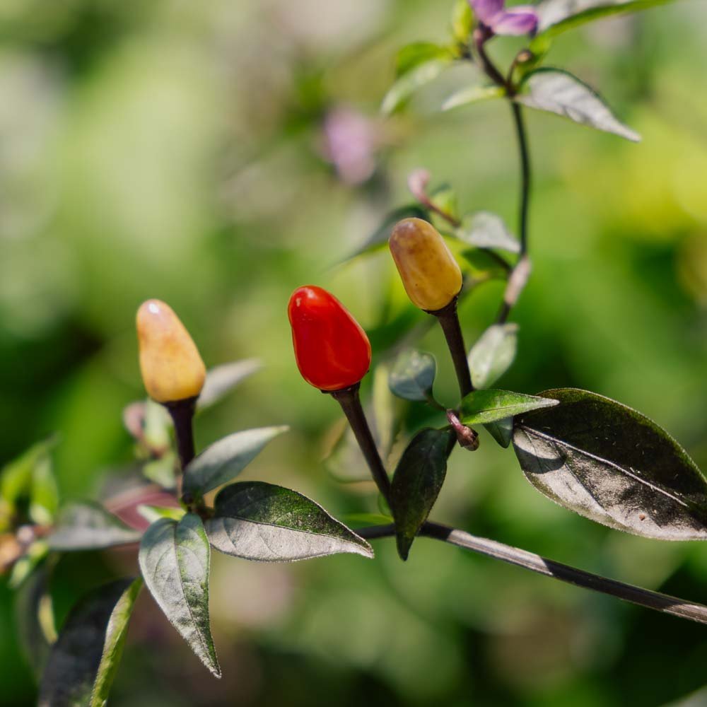 Chil frø 'Lila luzi' - 5 Økologiske Frø