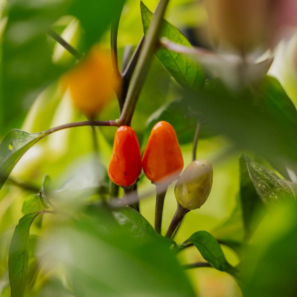 Chil frø 'Lila luzi' - 5 Økologiske Frø