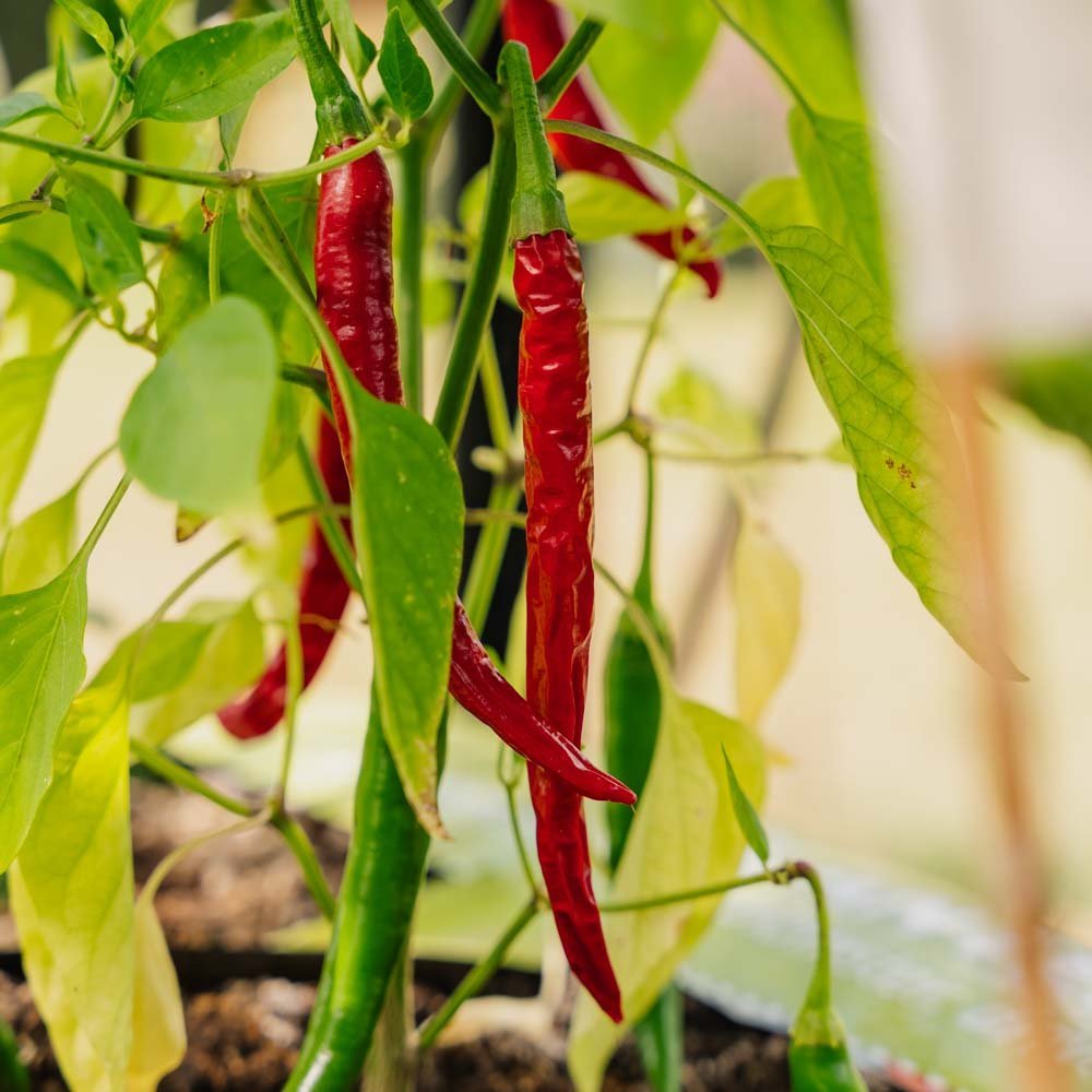 Chili frø 'Westlandse Lange Rode' - 25 Økologiske Frø