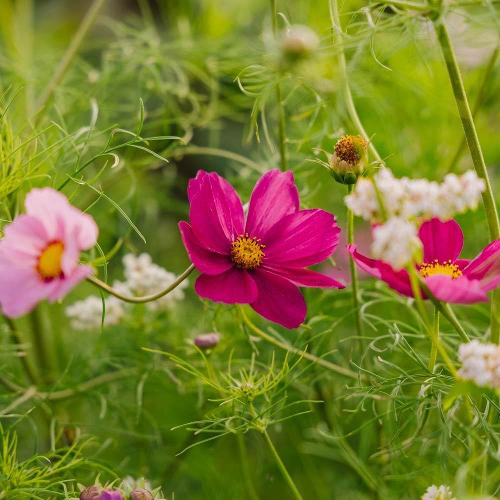 Cosmos frø 'Garden Cosmos' - 80 Økologiske Frø