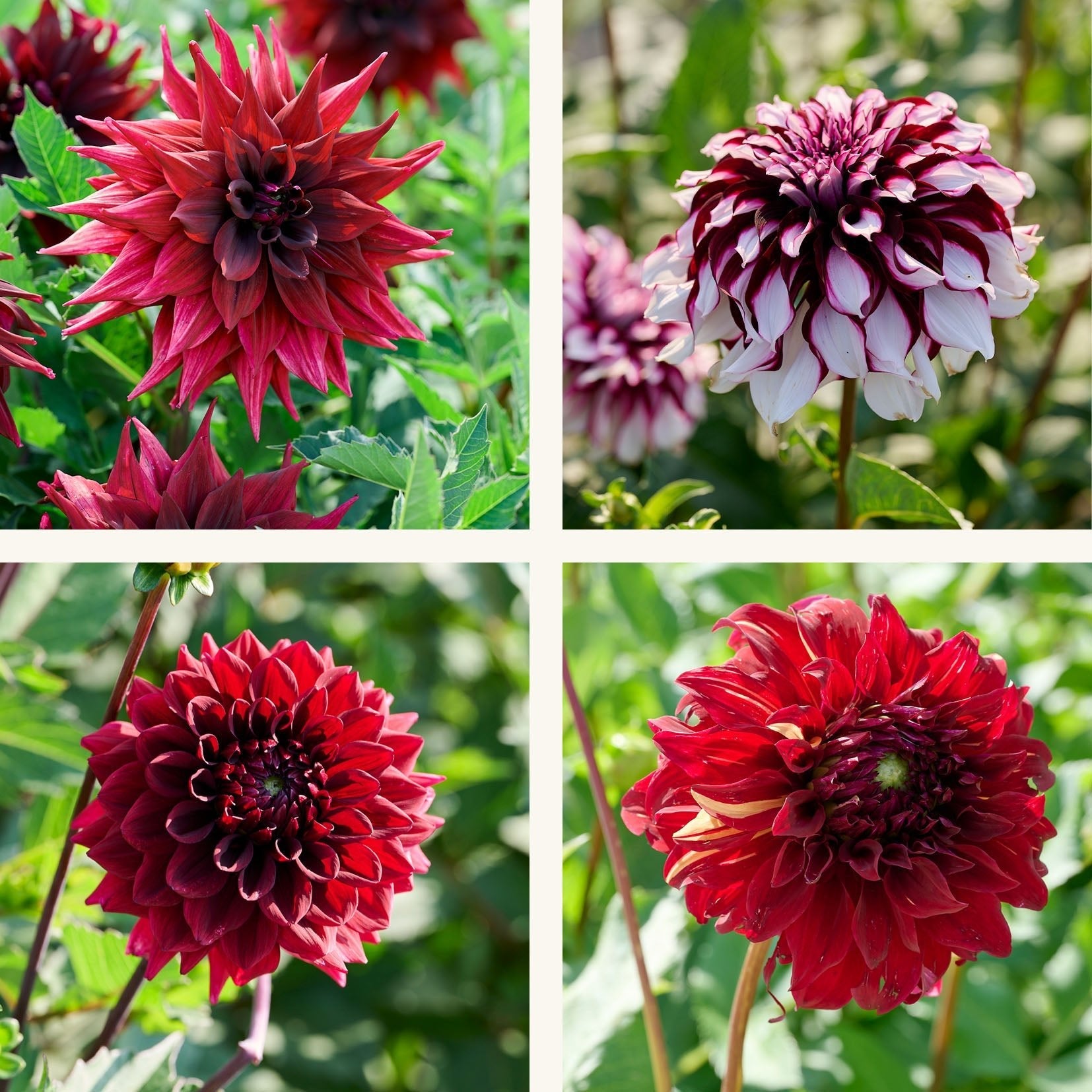 Dahlia mix 'Mørk mix'