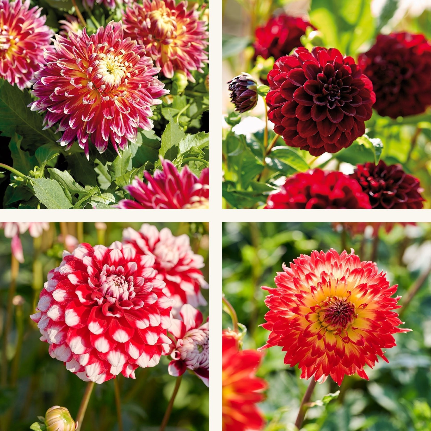 Dahlia mix 'Ildblanding'