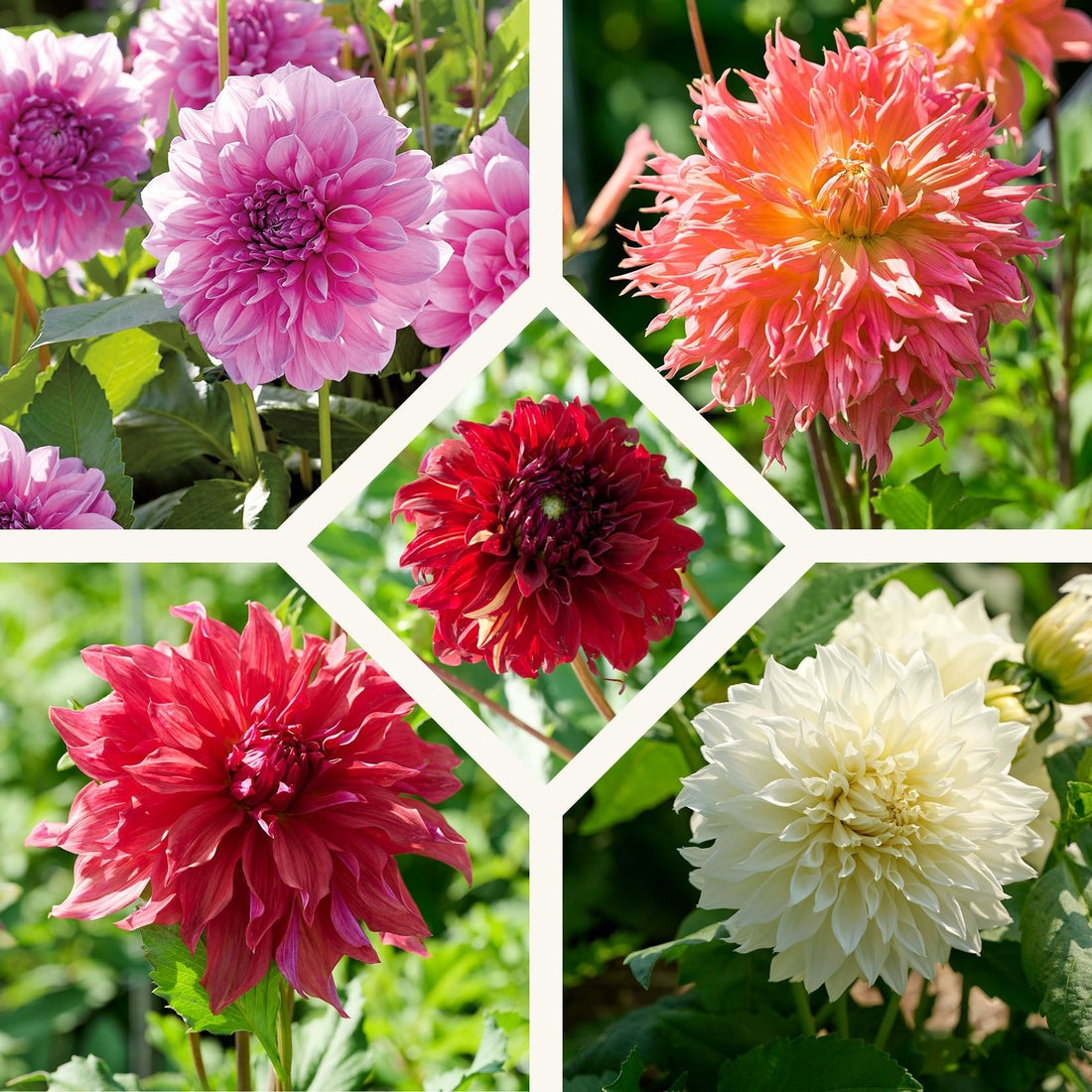 Dahlia mix 'Storblomstrende Mix'
