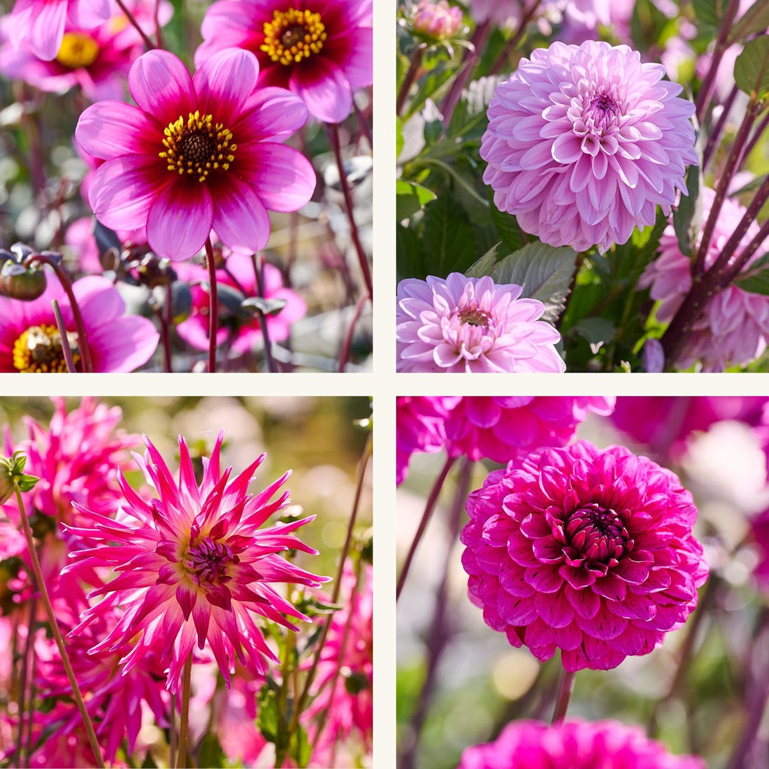 Dahlia mix 'Lys lilla mix'