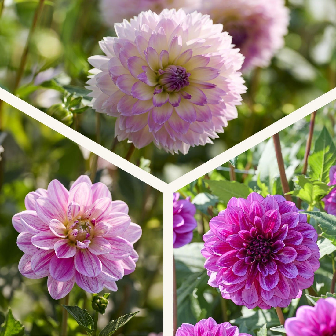 Dahlia mix 'Rosa/Lilla mix'