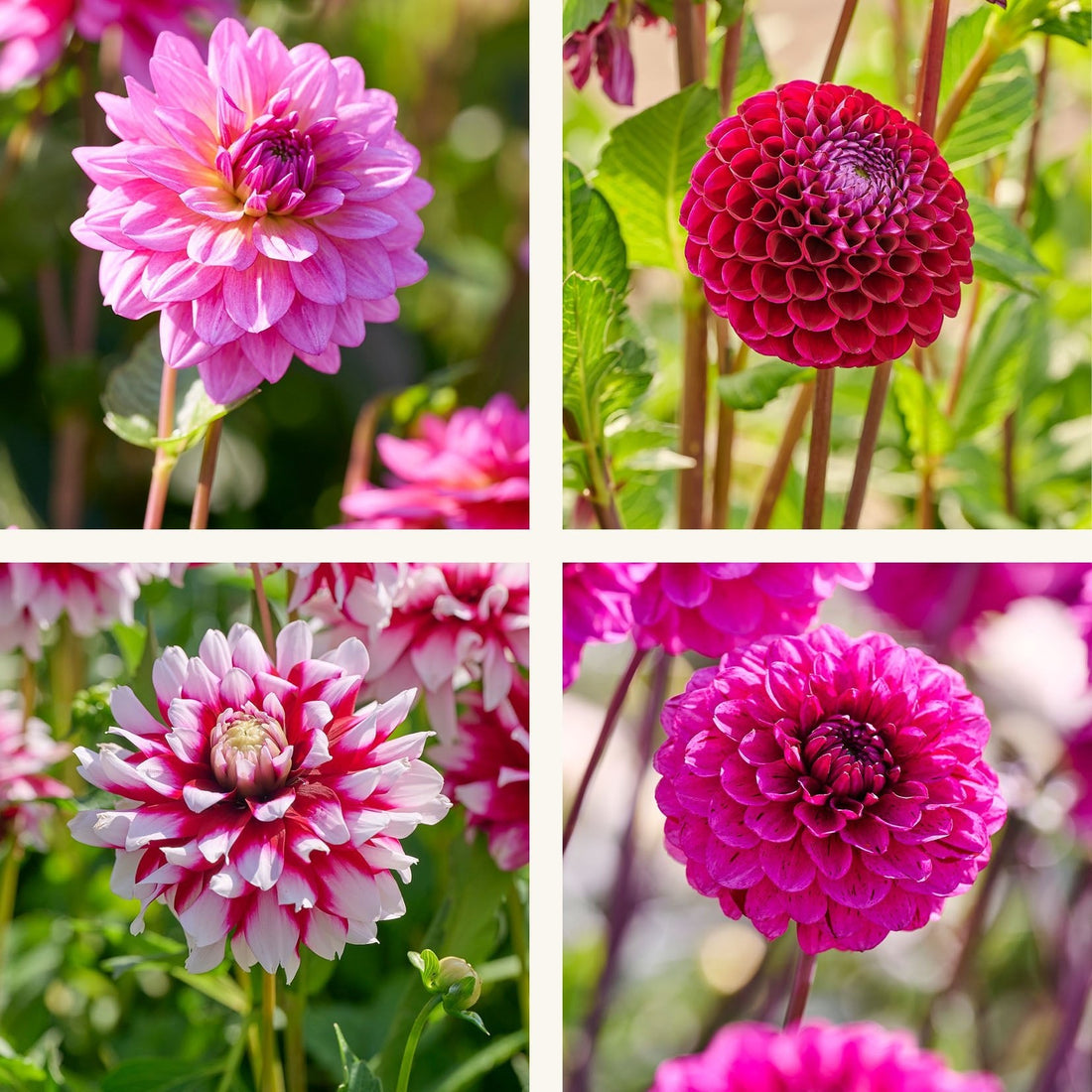 Dahlia mix 'Lilla mix'
