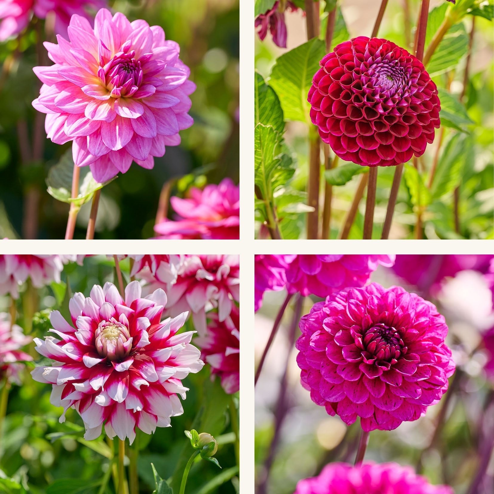 Dahlia mix 'Lilla mix'