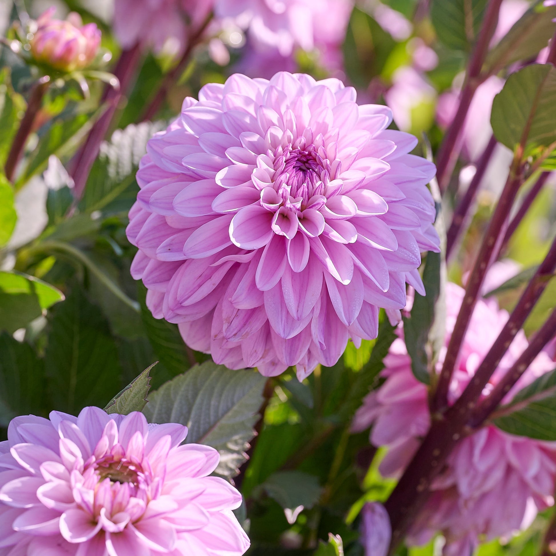Dahlia mix 'Soft pink mix'