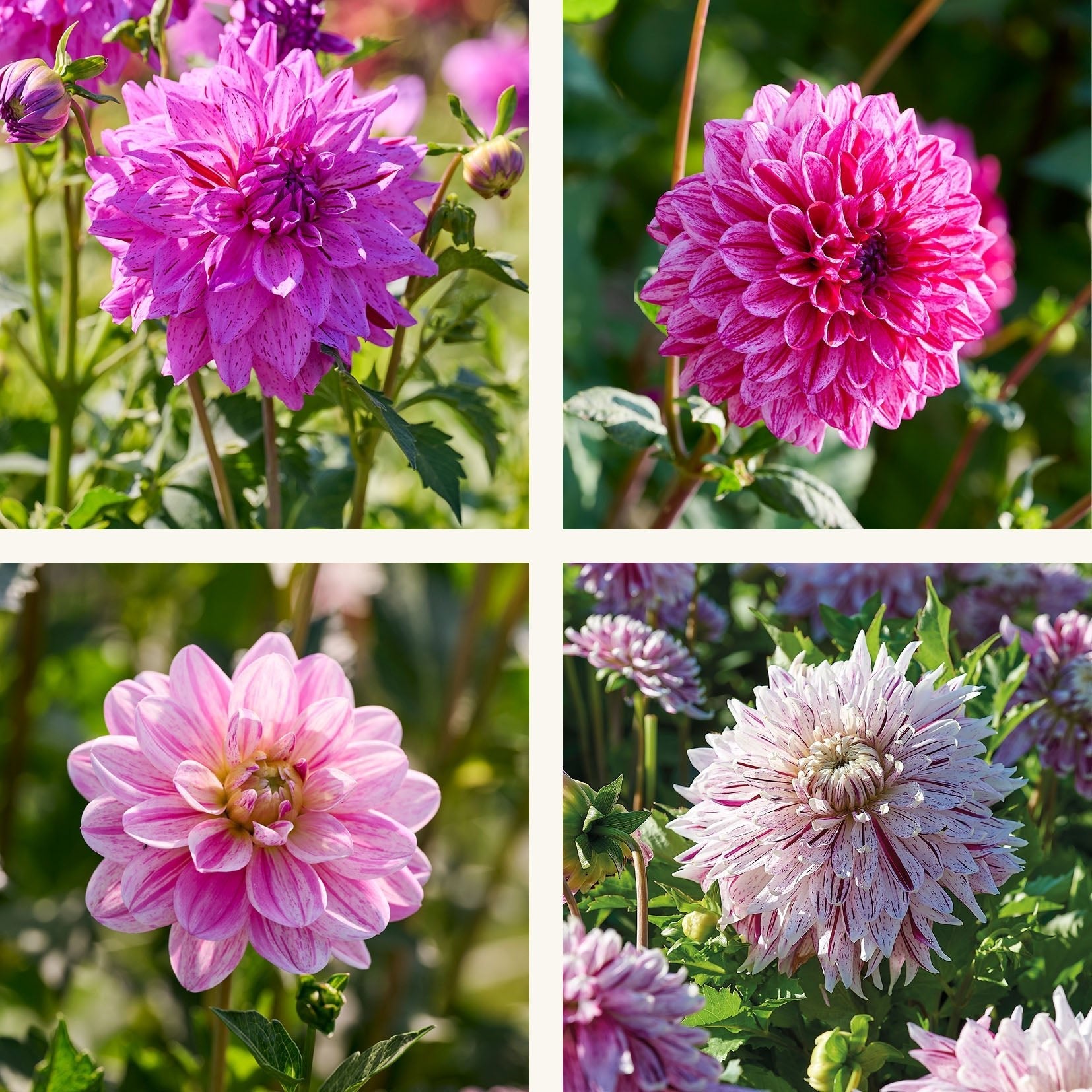 Dahlia mix 'Stripet mix'