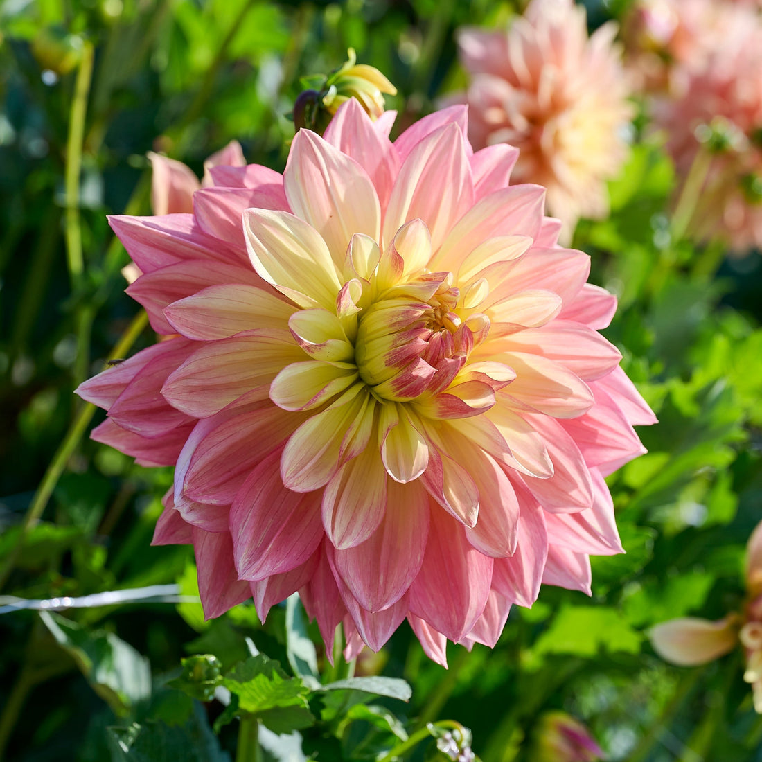 Dahlia 'Wandas Aurora'