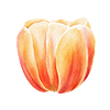 Tulipaner