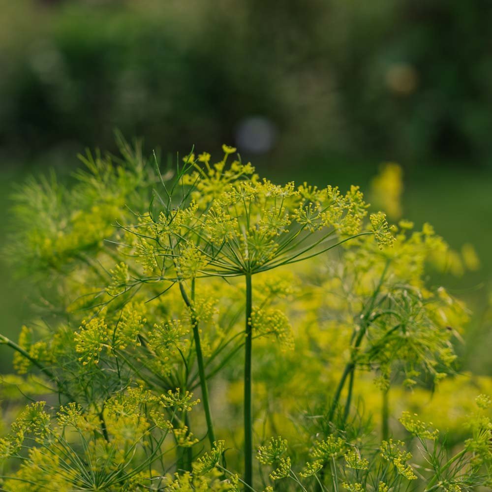 Dillfrø - 300 Økologiske Frø