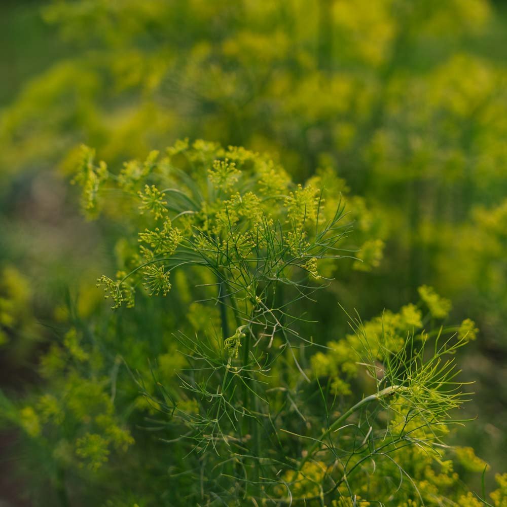 Dillfrø - 300 Økologiske Frø