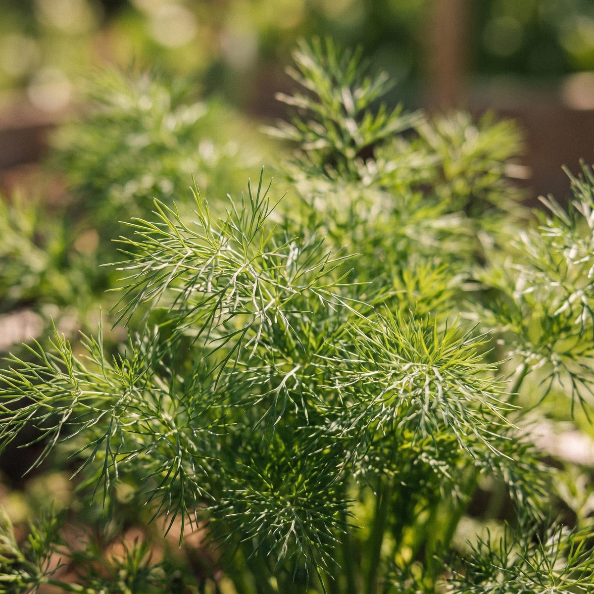 Dillfrø 'Tetra dill' - 300 Økologiske frø