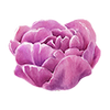 Tulipaner