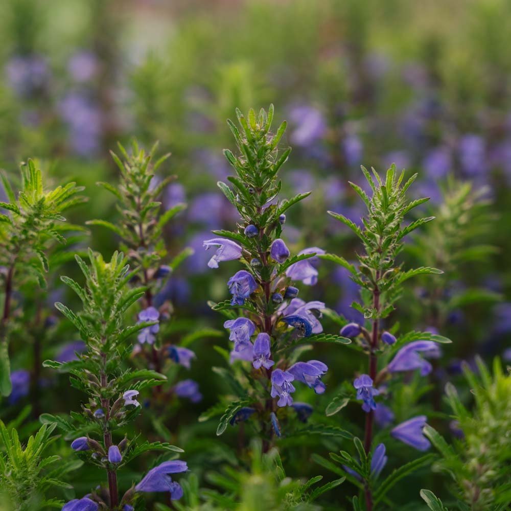 Dragehode frø 'Moldavian Dragonhead' - 150 Økologiske Frø