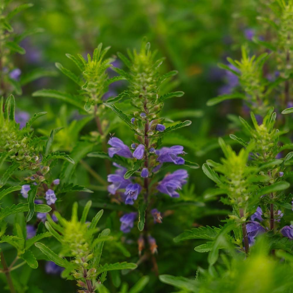 Dragehode frø 'Moldavian Dragonhead' - 150 Økologiske Frø