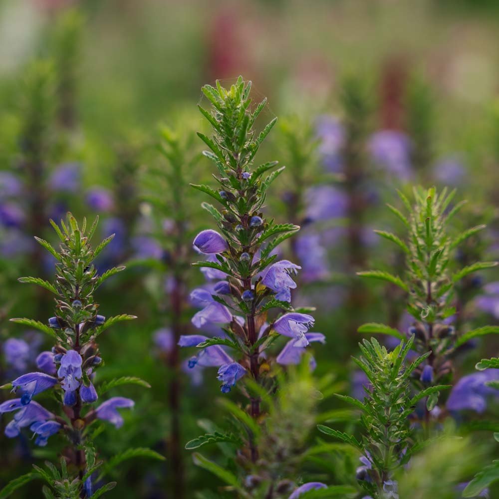 Dragehode frø 'Moldavian Dragonhead' - 150 Økologiske Frø