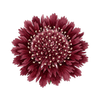 Blomsterfrø