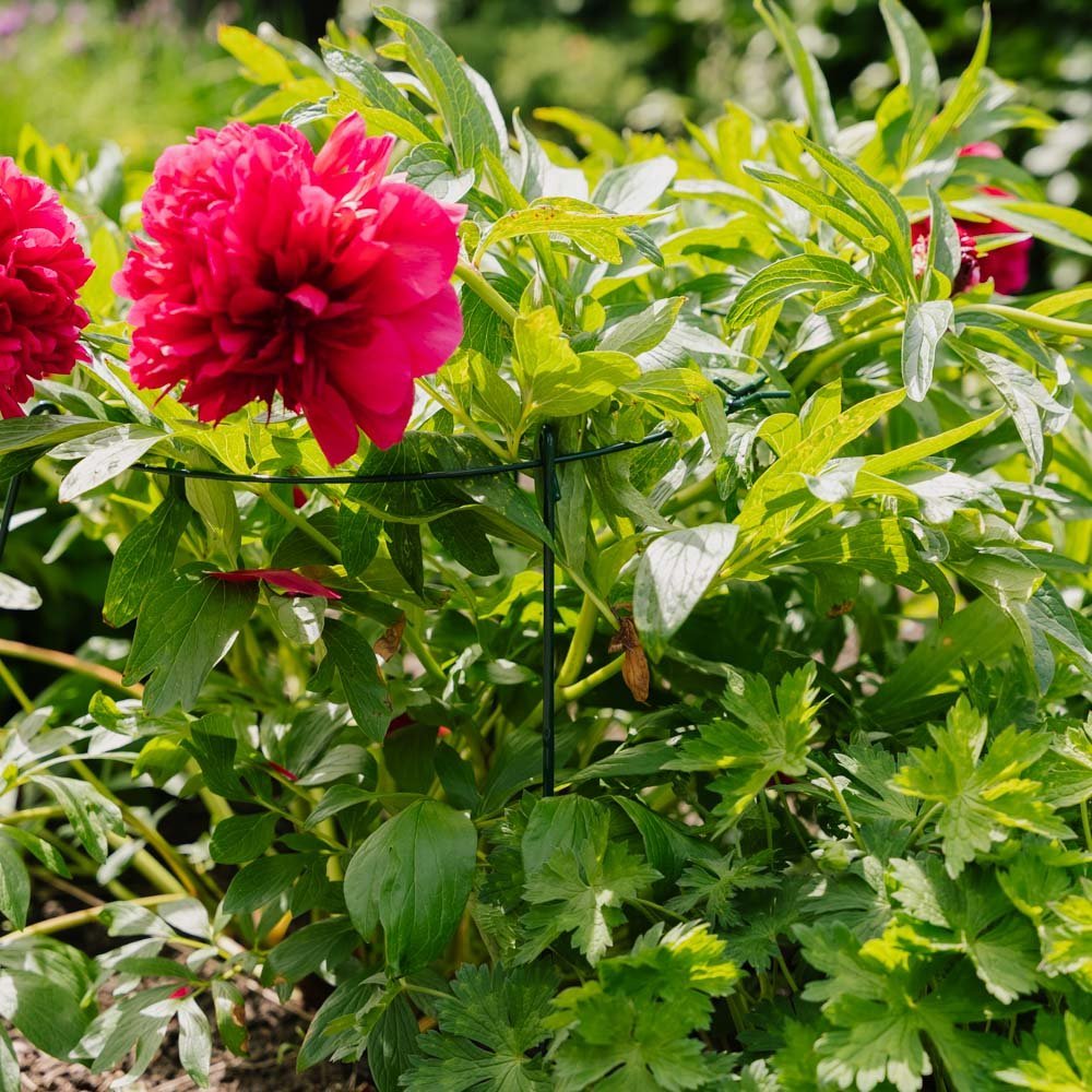 Enkel plantesupport ring, L: 40 cm B: 40 cm H: 61 cm