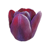 Tulipaner
