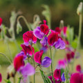 Erteblomst frø 'Sweet Pea' - 30 Økologiske Frø
