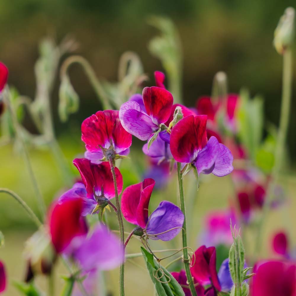 Erteblomst frø 'Sweet Pea' - 30 Økologiske Frø