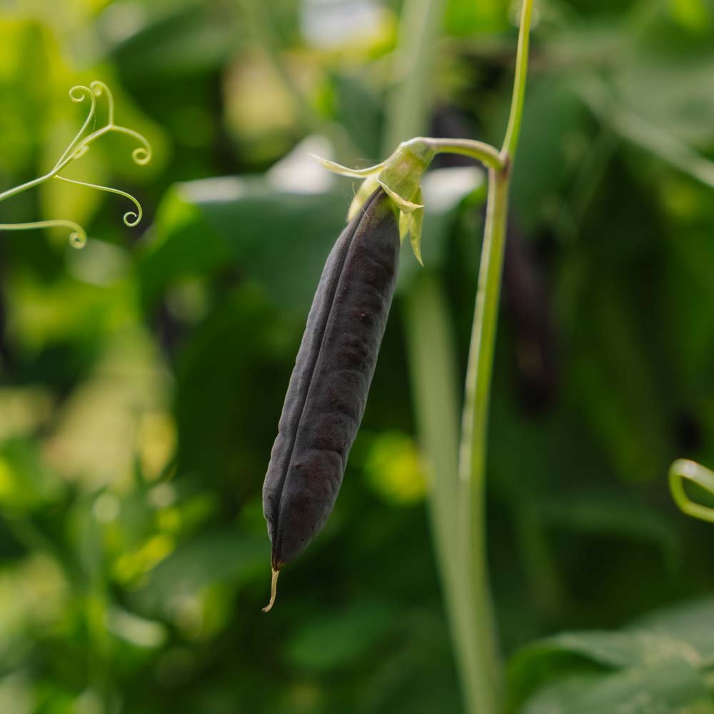 Erter frø 'Blauwschokker' - 50 Økologiske Frø