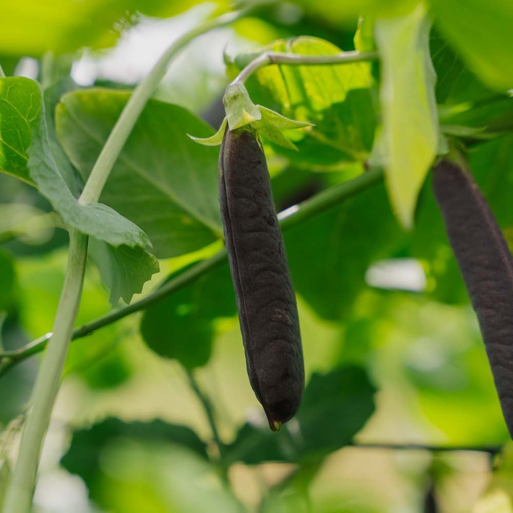 Erter frø 'Blauwschokker' - 50 Økologiske Frø