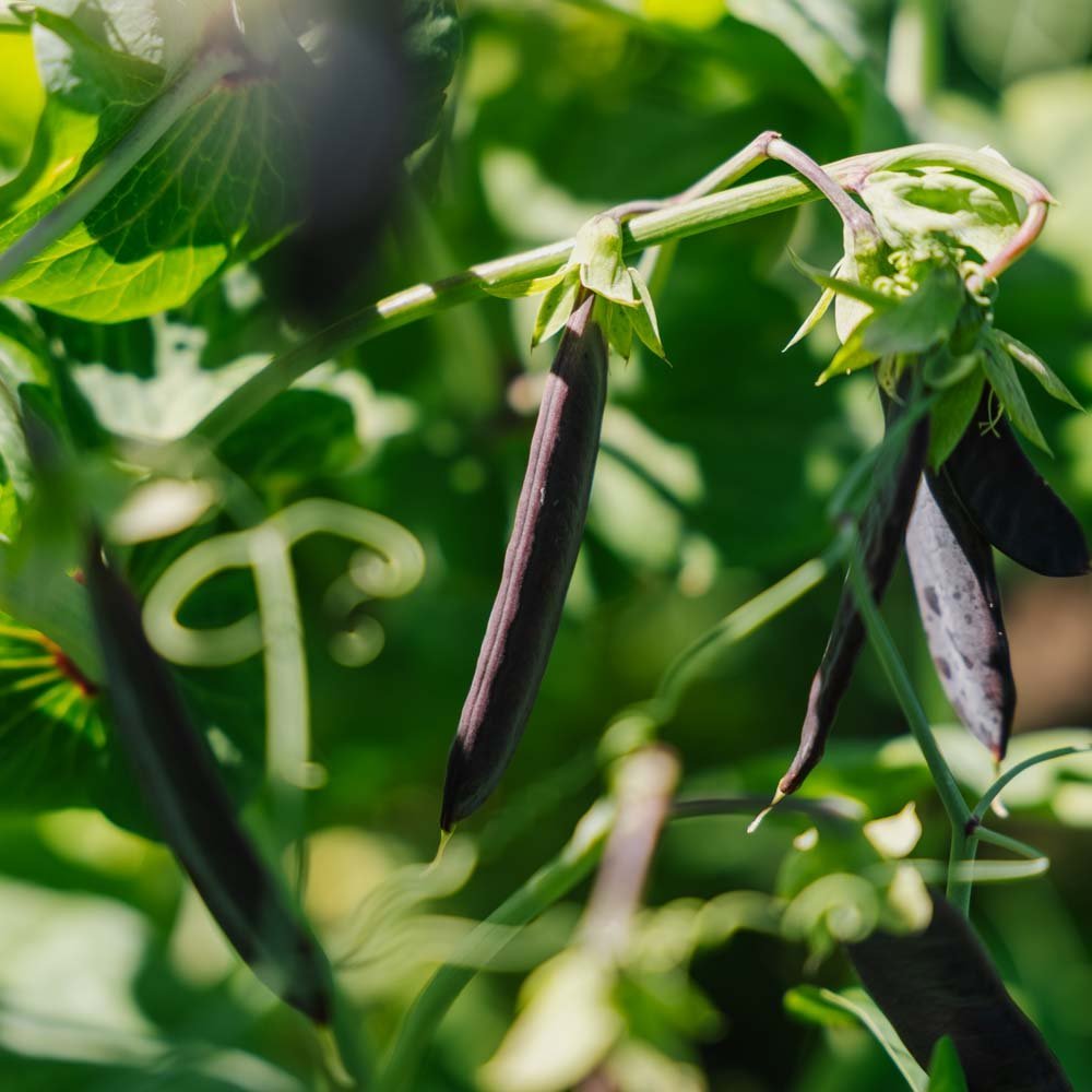 Erter frø 'Blauwschokker' - 50 Økologiske Frø