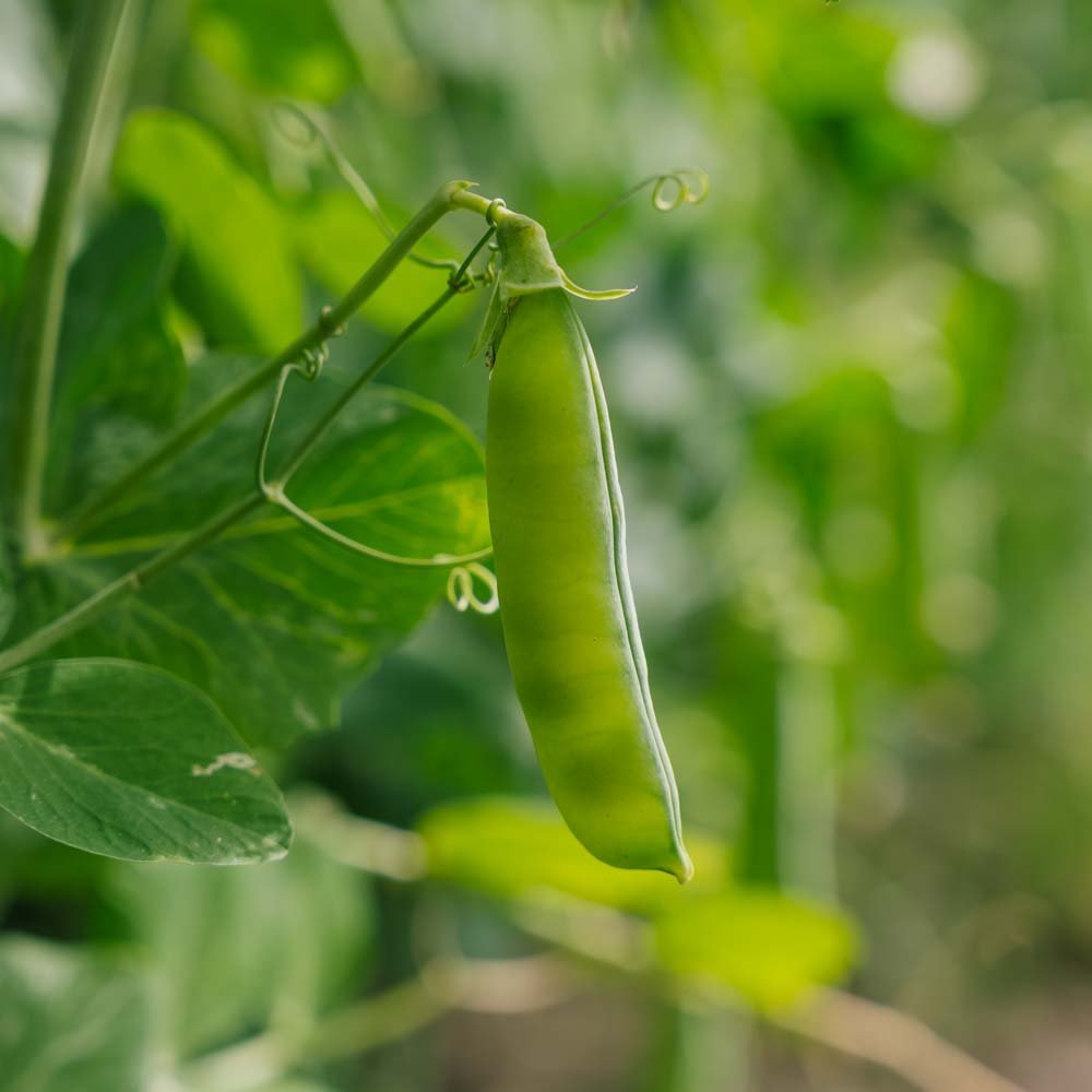 Erter frø 'Eerste Vroege Mei' - 50 Økologiske Frø